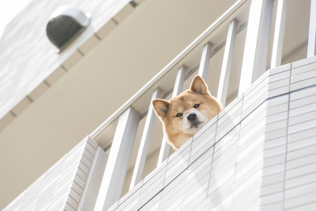 ベランダから顔を出す柴犬